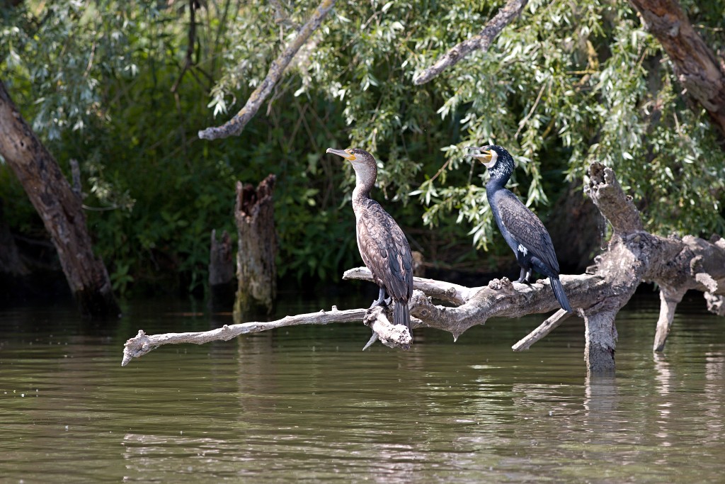 brabant biesbosch biesbos nationaal park natuurgebied natuur bevers eendenkooi rondvaart recreatie
